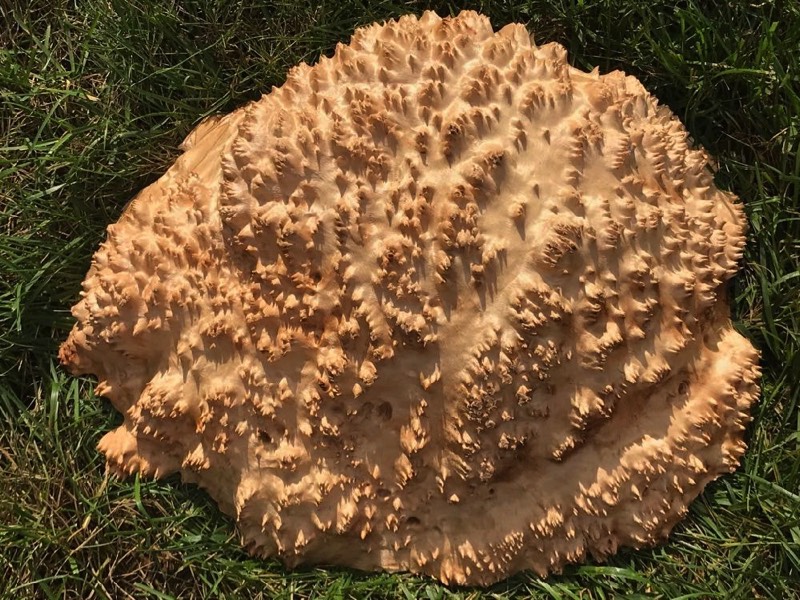 AustralianBurls.com - Vasticola Burl VA-325N