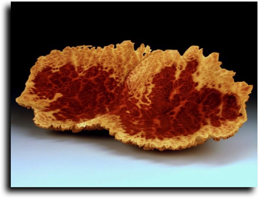 AustralianBurls.com - Burl Caps (Vasticola Burl) © 2018 Jim Syvertsen