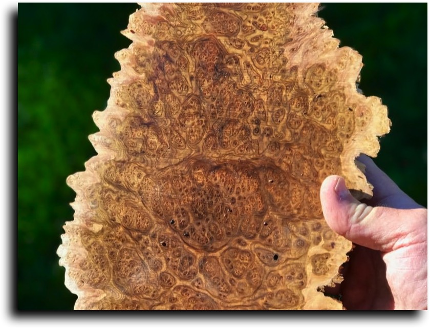 AustralianBurls.com - Burl Caps (Concinna Burl) © 2018 Jim Syvertsen