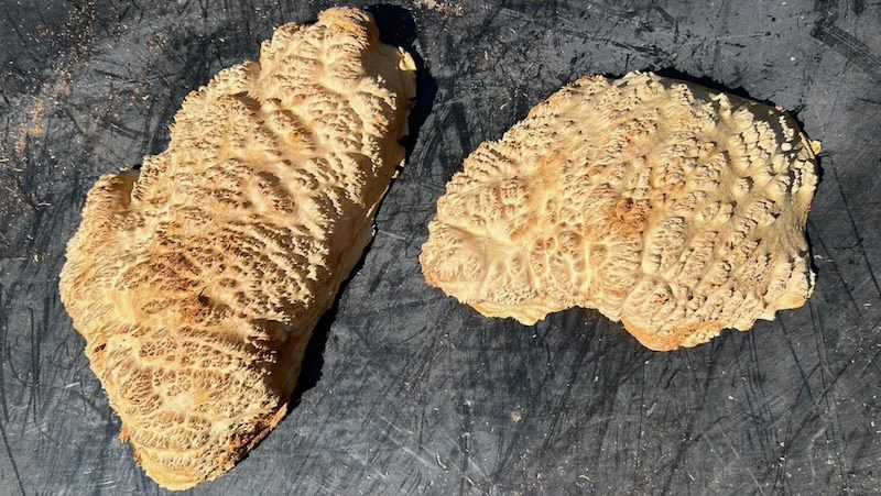 Stacks Image 40785